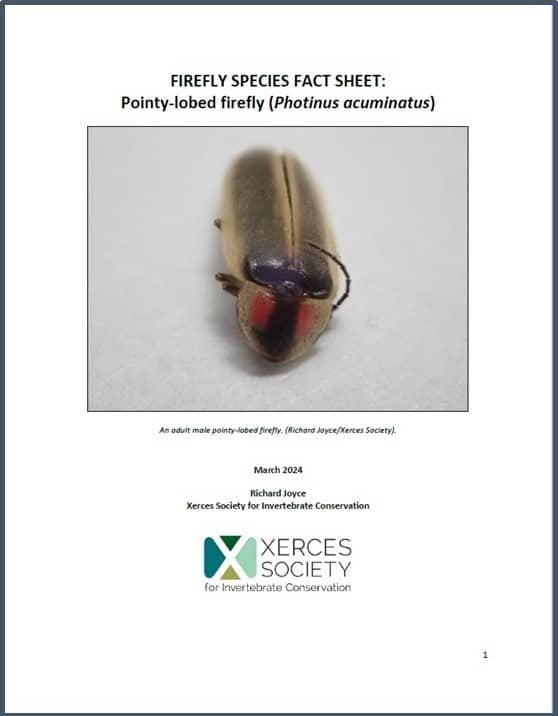 Firefly species fact sheet: Pointy-lobed firefly (Photinus acuminatus). Click to open pdf.