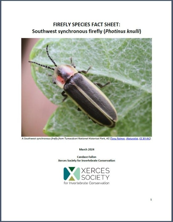 Firefly species fact sheet: Southwest synchronous firefly (Photinus knulli). Click to open pdf.