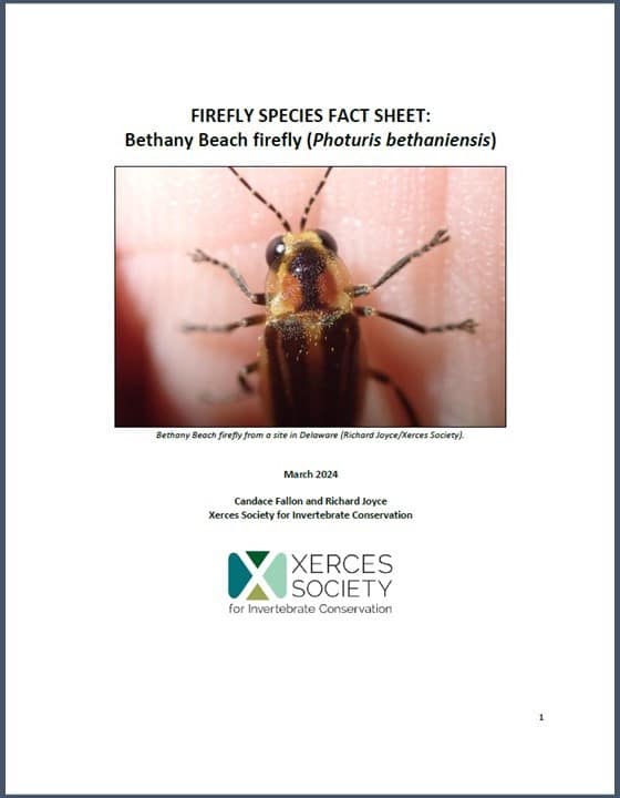 Firefly species fact sheet: Bethany Beach firefly (Photuris bethaniensis). Click to open pdf.