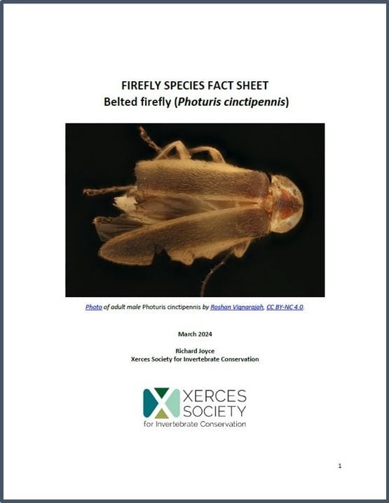 Firefly species fact sheet: Belted firefly (Photuris cinctipennis). Click to open pdf.