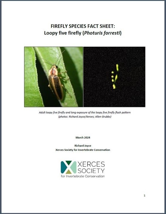 Firefly species fact sheet: Loopy five firefly (Photuris forresti). Click to open pdf.