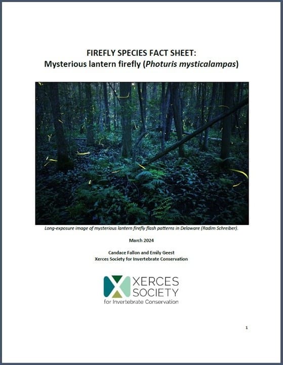 Firefly species fact sheet: Mysterious lantern firefly (Photuris mysticalampas). Click to open pdf.