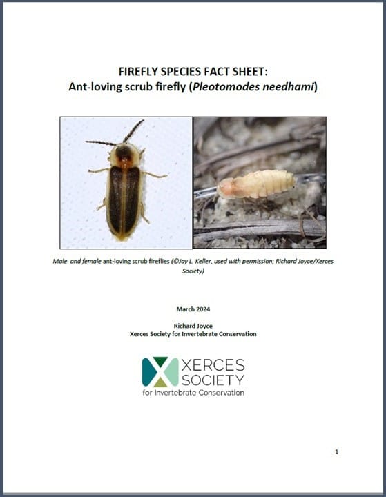 Firefly species fact sheet: Ant-loving scrub firefly (Pleotomodes needhami). Click to open pdf.