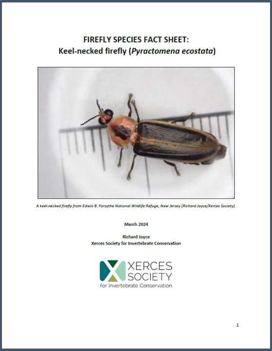 Firefly species fact sheet: Keel-necked firefly (Pyractomena ecostata). Click to open pdf.