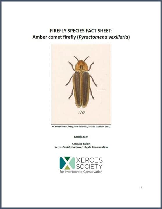 Firefly species fact sheet: Amber comet firefly (Pyractomena vexillaria). Click to open pdf.
