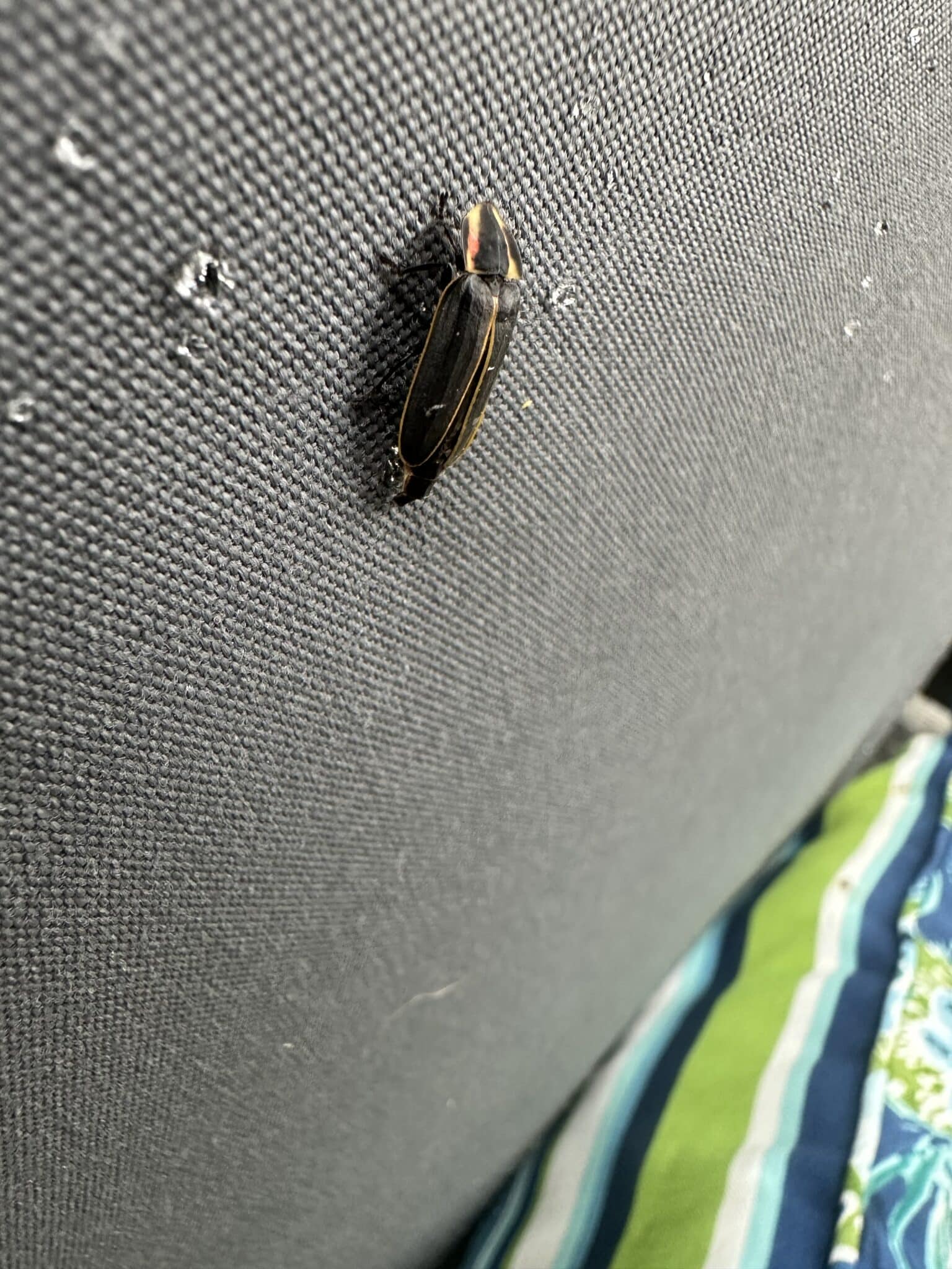 Observation: Pyractomena borealis - Firefly Atlas