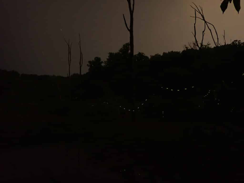 A night scene, with a black foreground and treeline. Strands of 6 or 7 yellow dots show where a displaying firefly has flown.