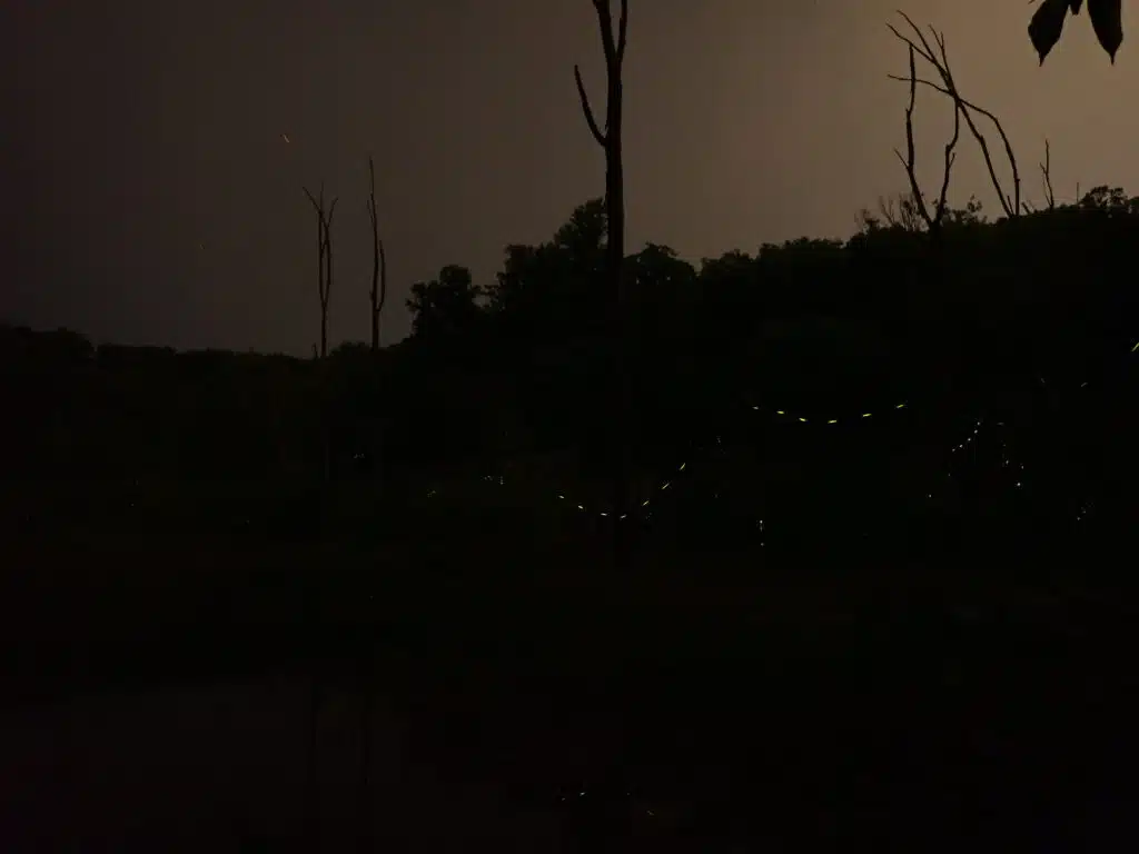 A night scene, with a black foreground and treeline. Strands of 6 or 7 yellow dots show where a displaying firefly has flown.