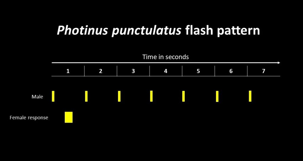 Flash pattern chart of Photinus punctulatus.