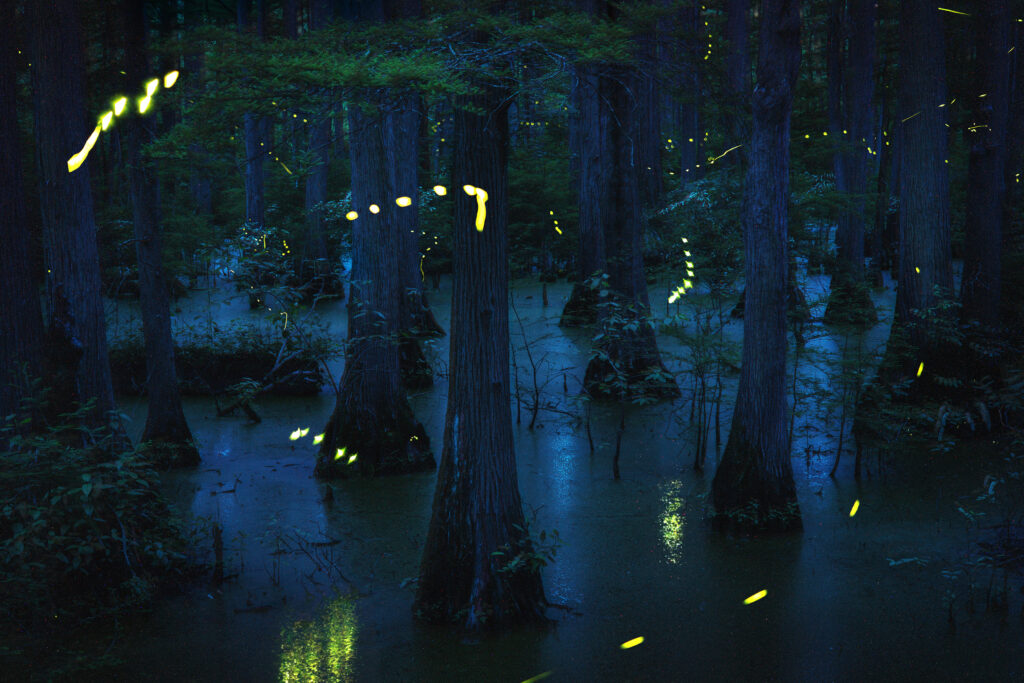 Yellow firefly flash patterns in a dark bald cypress swamp.