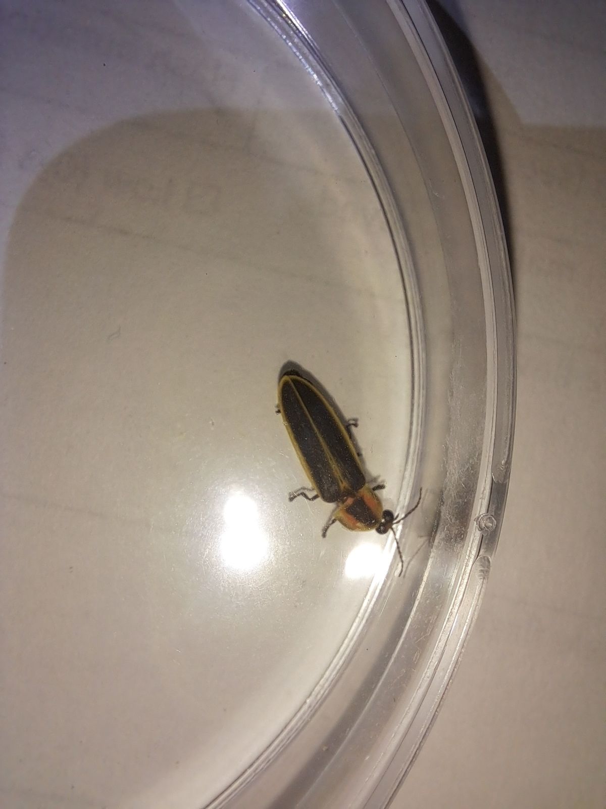 Observation: Pyractomena punctiventris - Firefly Atlas