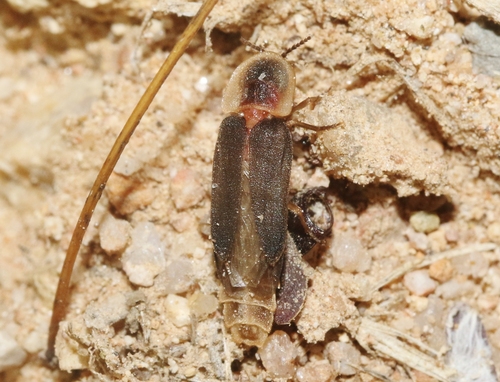 A beetle with dark wings and a yellowish headshield with a dark spot rests on a sandy surface.