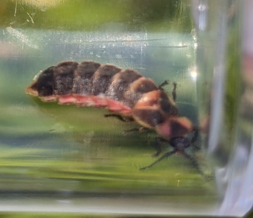 A black, pink and yellow beetle with a plump abdomen and stubby wings is resting inside a clear container.