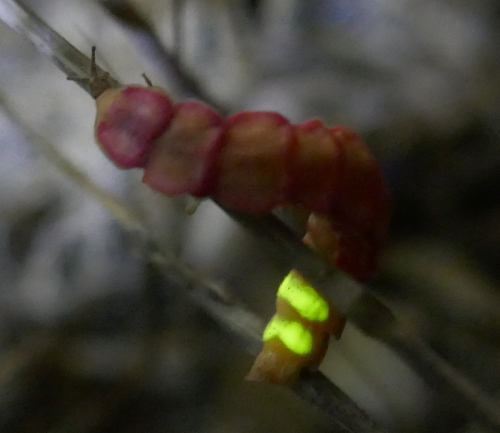A pink, wingless beetle holds onto a twig while emitting a greenish yellow glow from its abdomen.