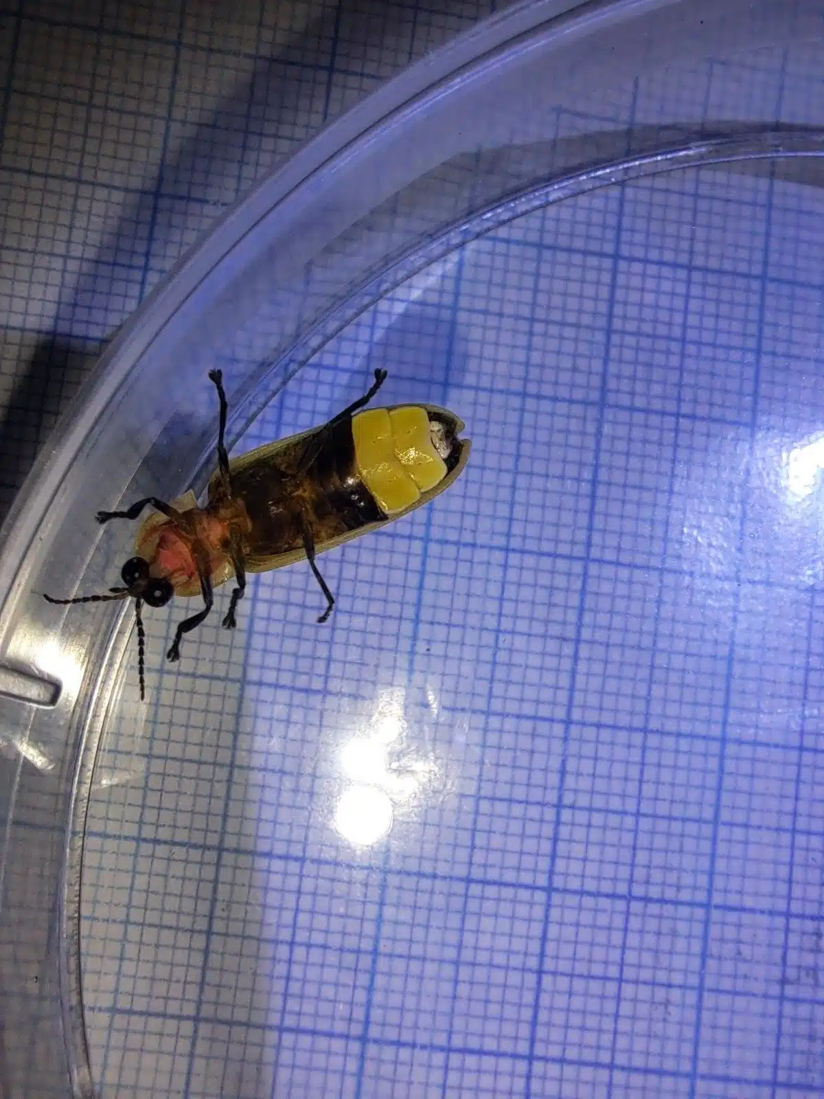 Observation: Pyractomena punctiventris - Firefly Atlas