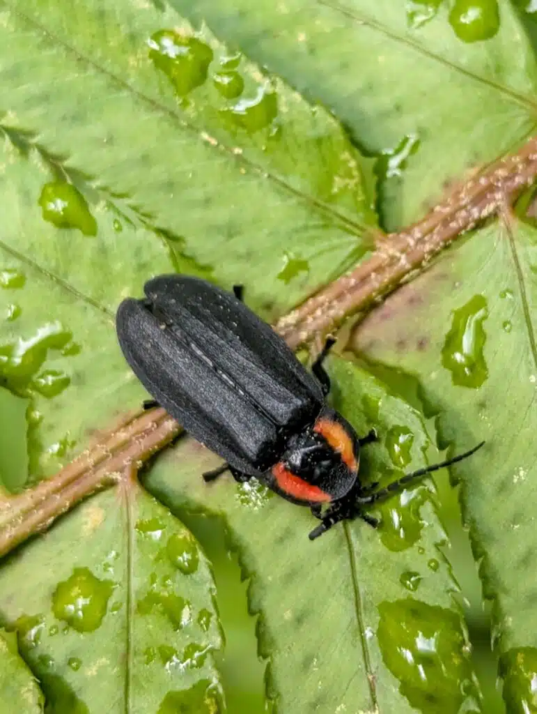 An adult Pacific Northwest firefly (Photinus hatchi).