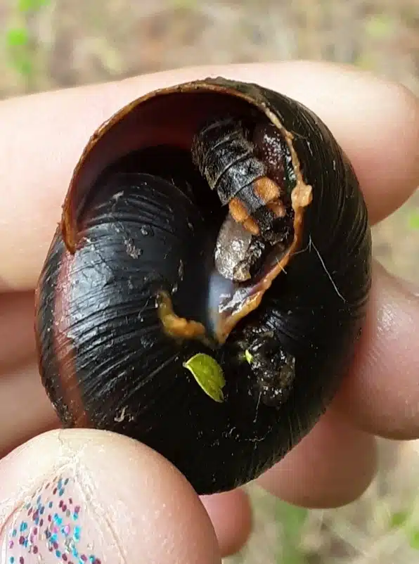 A firefly larva feeding on a Pacific sideband snail (Monadenia sp.).