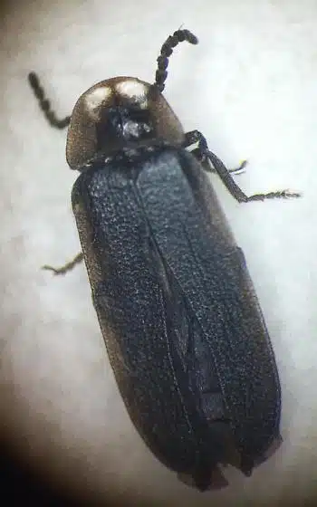 An adult male rhombic ghost (Phausis rhombica).