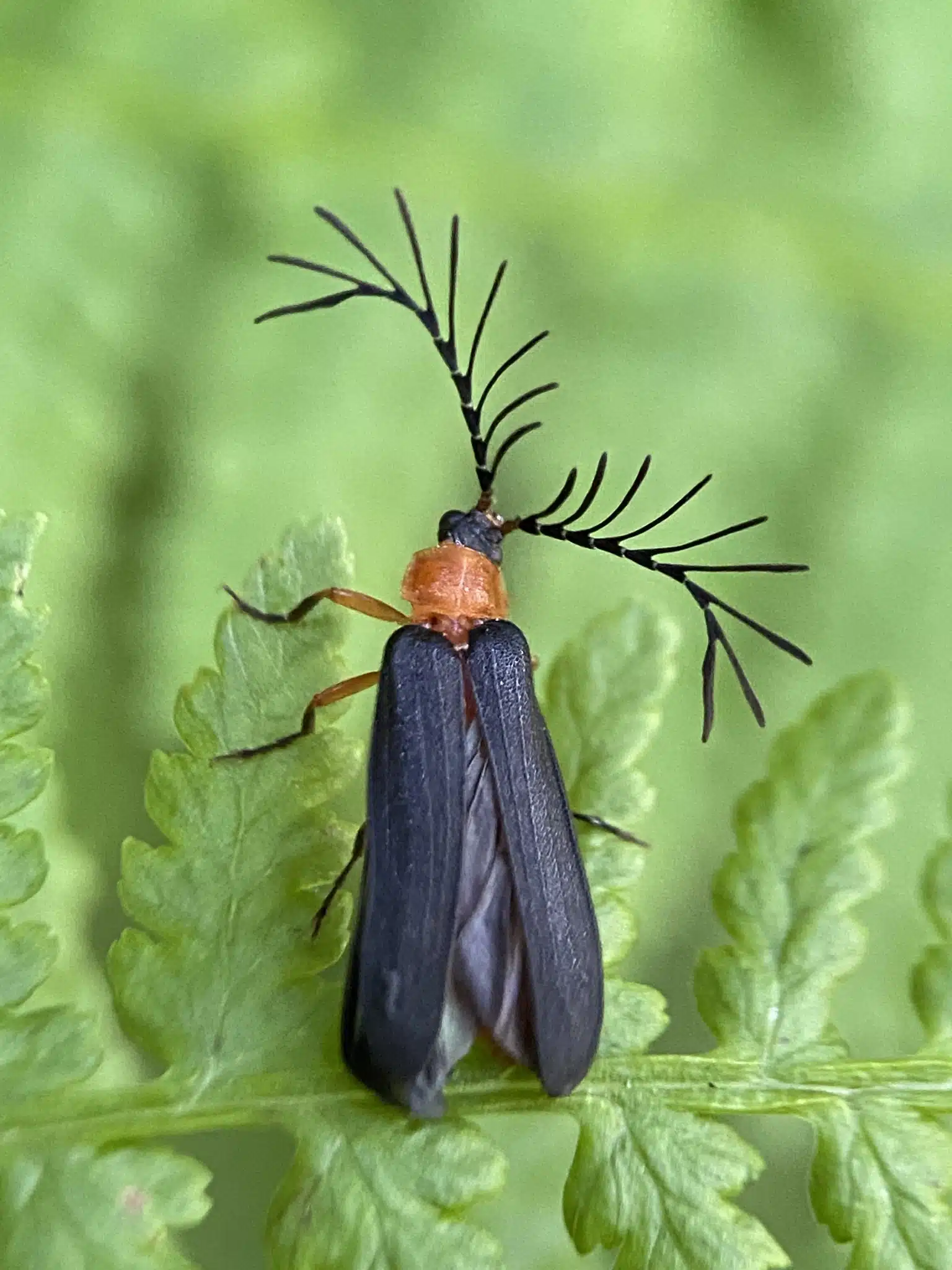 An adult male Douglas-fir glow-worm (Pterotus obscuripennis).