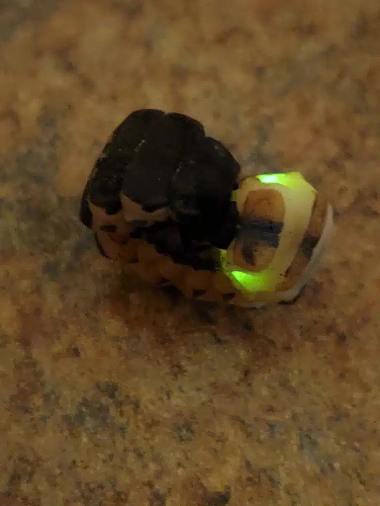 A glowing larval Douglas-fir glow-worm (Pterotus obscuripennis).