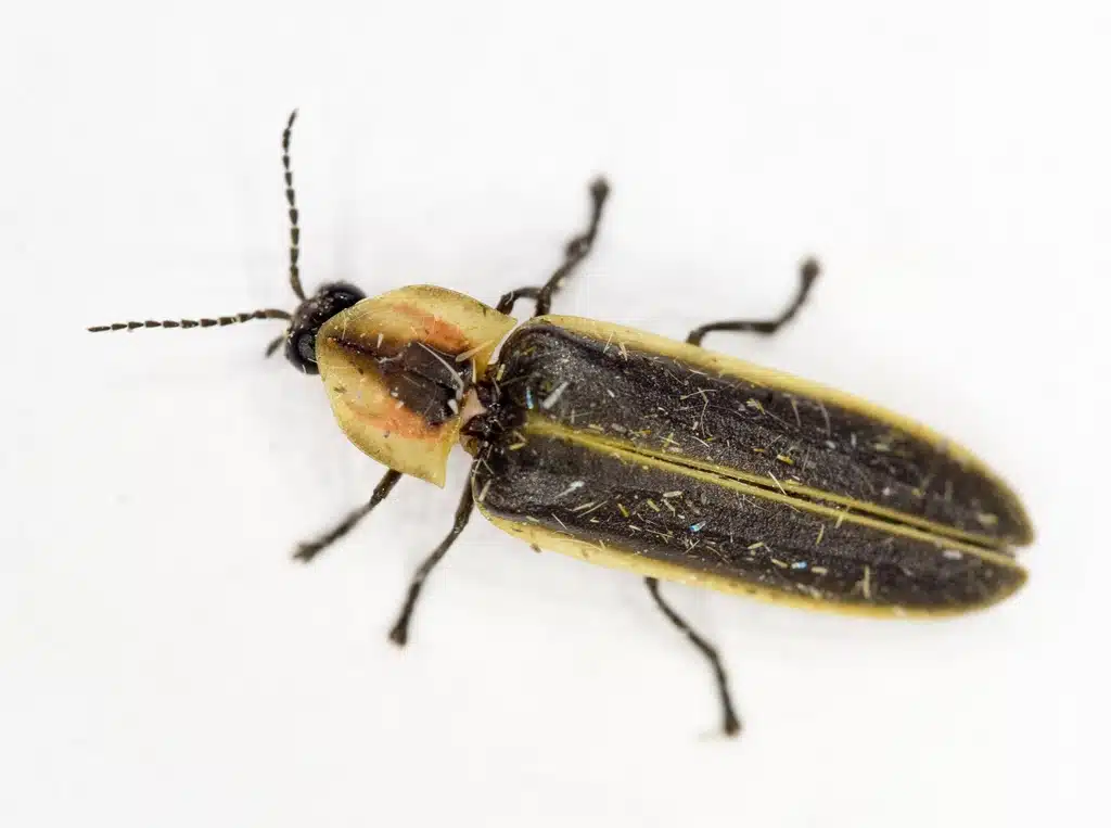 A marsh flicker firefly (Pyractomena dispersa).