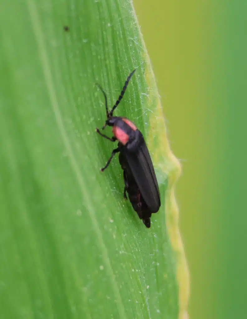 An adult black-bordered elf (Pyropyga nigricans).