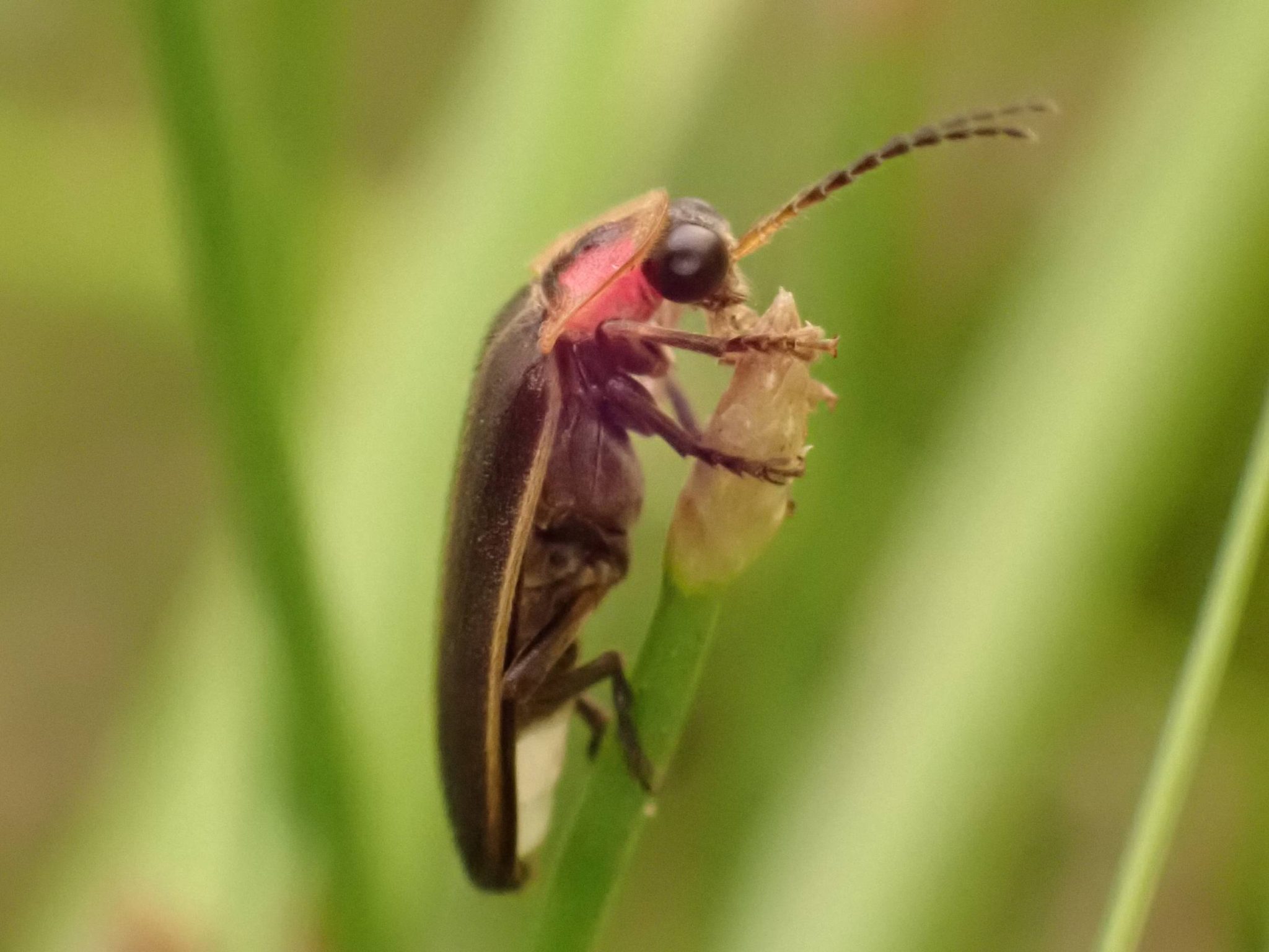 Adult male Southwest spring firefly