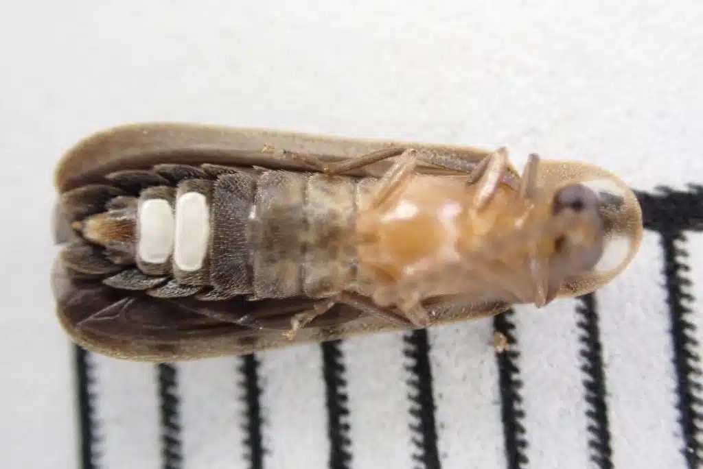 The underside of a small firefly against a millimeter scale.