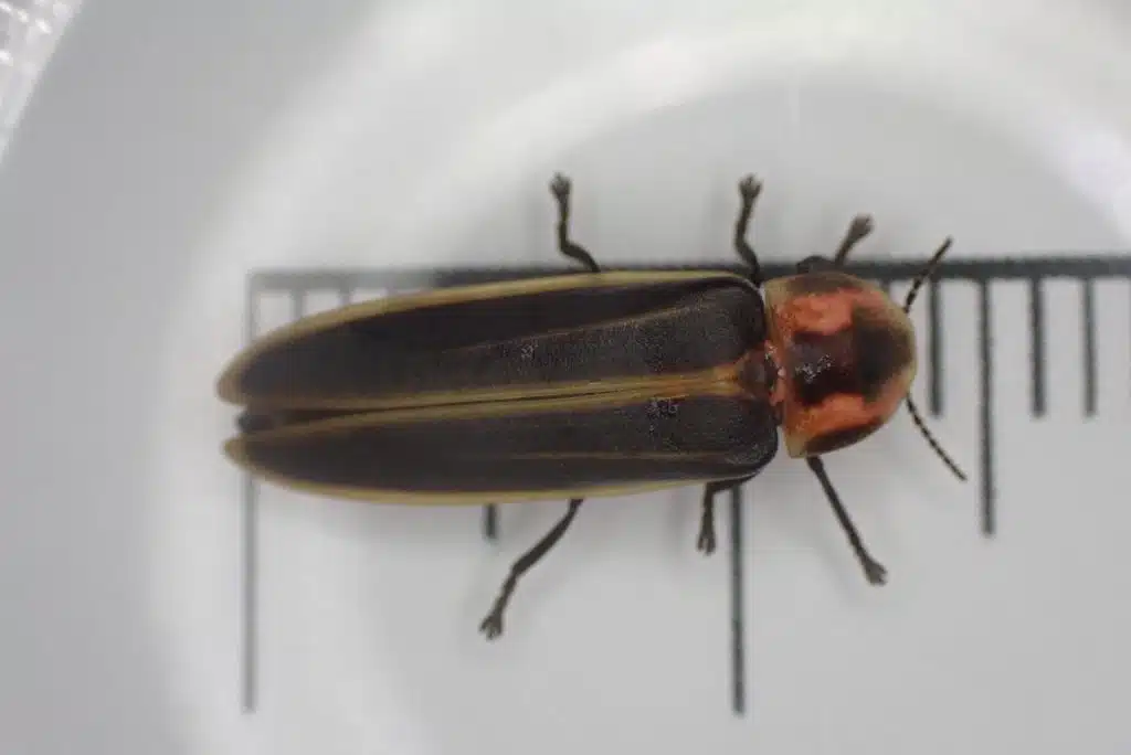 A black, yellow, and pink firefly against a centimeter scale.