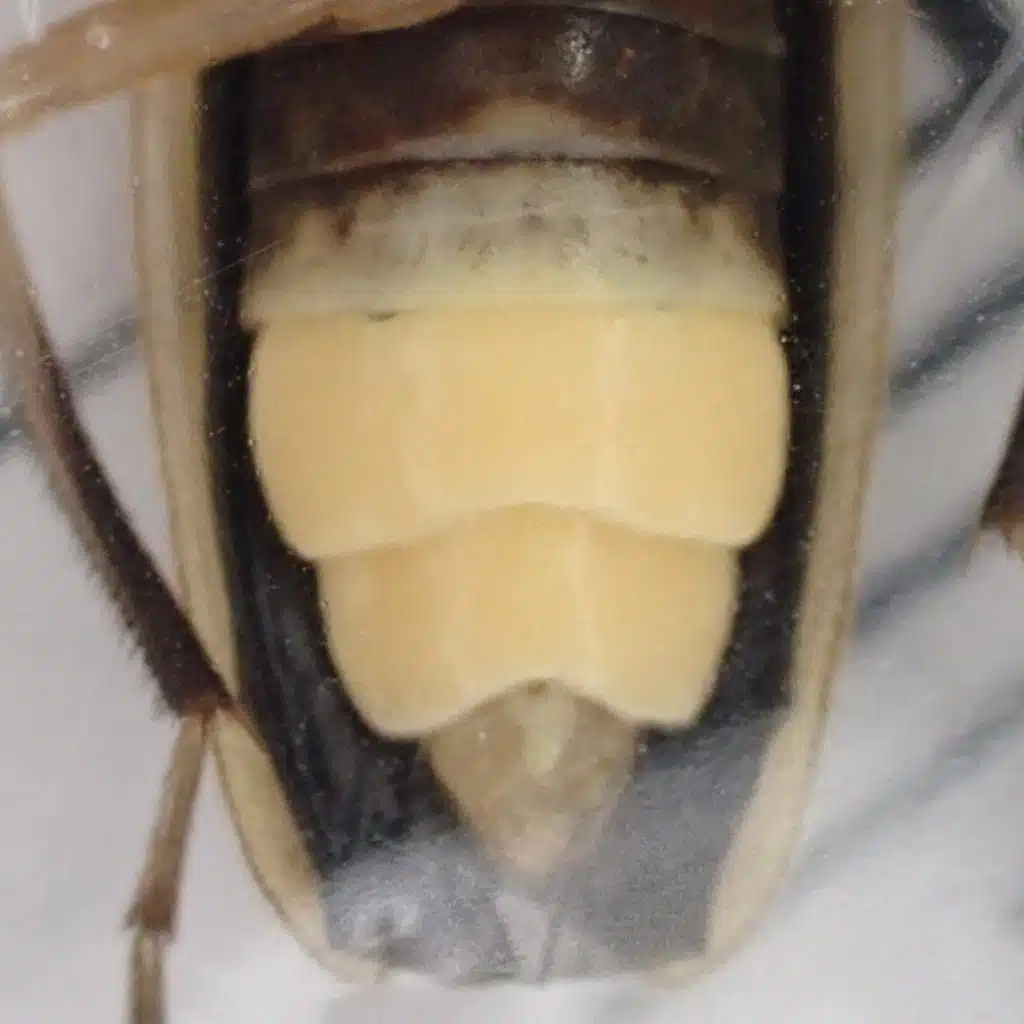 Close-up photo of the light organs of a male firefly in the genus Photuris. The two yellow lanterns entirely fill the abdominal segments that they are on.