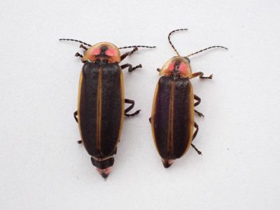 Dorsal view of female (left) and male (right) Southwest spring fireflies against a white background.