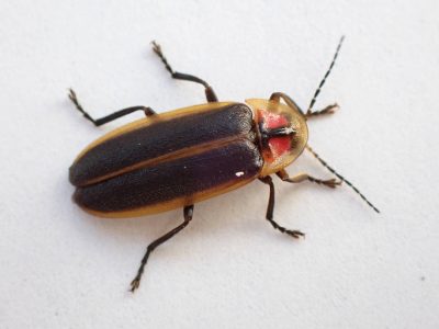 Image of an adult male Southwest spring firefly against a white background.