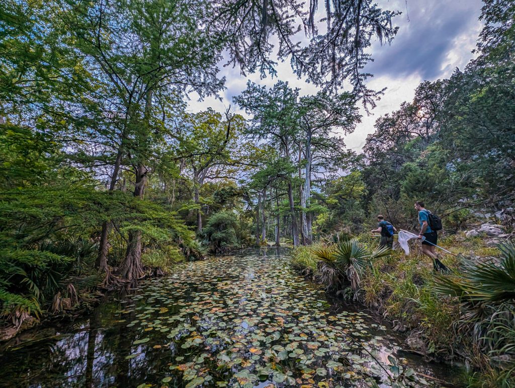 Image of a riparian woodland in Texas with cypress trees, palmetto, and two people with nets.