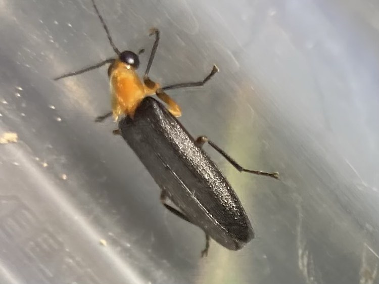 An orange and black sky island firefly (Photuris falli), with large black eyes.