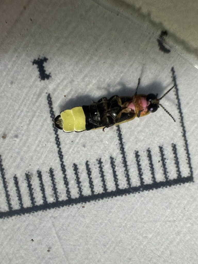 Observation Photinus collustrans - IMG 5093 768x1024