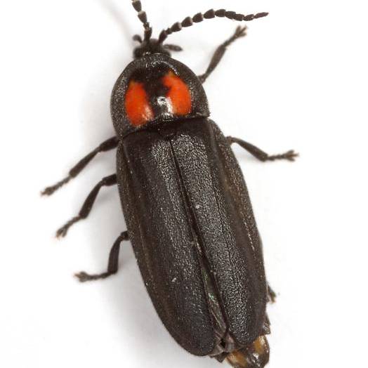 Close-up image of a twice-wounded firefly against a white background. The firefly's characteristic double red spots are visible on the head shield.