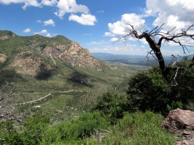 A view from one of the sky islands in Southern Arizona, looking out across a green valley to a rocky hillside in the distance. A blue sky is dotted with puffy white clouds.