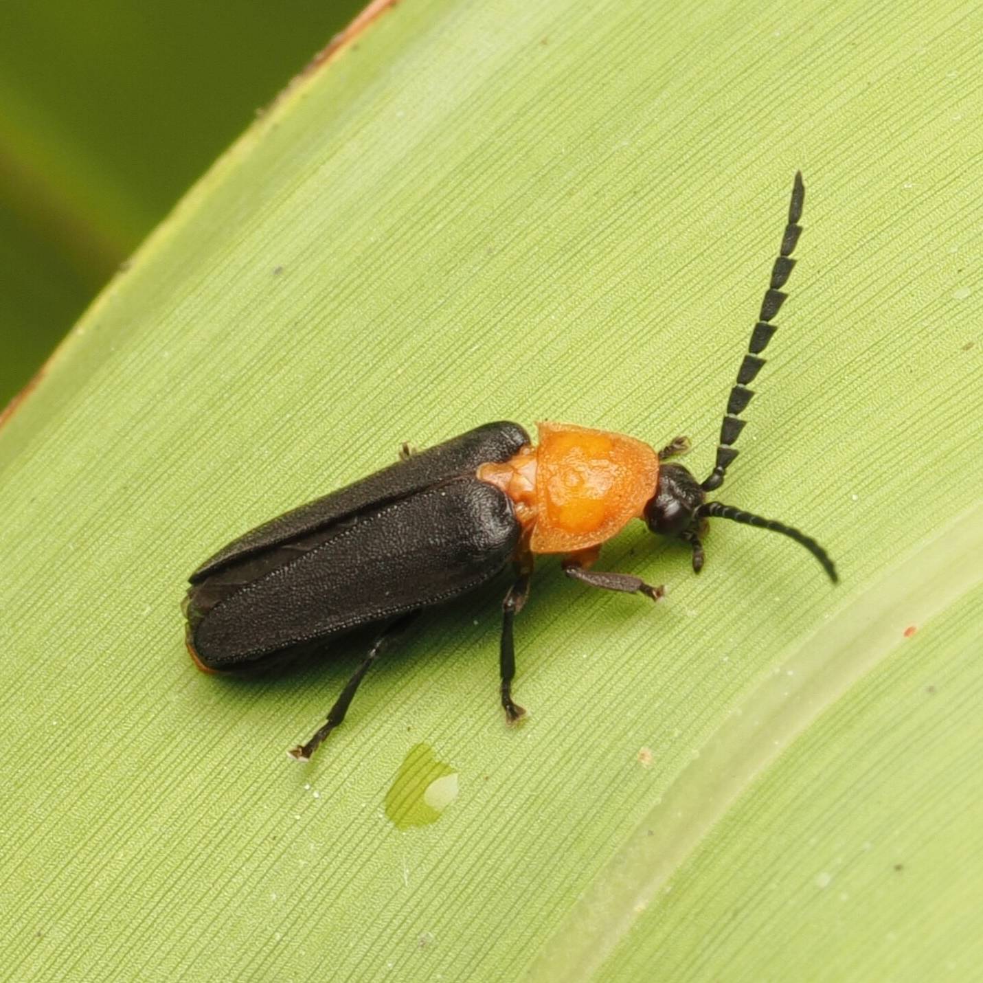 An adult male Florida scrub dark firefly with a black body and yellow-orange head sits on a pale green leaf.