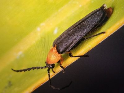 An adult male Florida scrub dark firefly with a black body and yellow-orange head sits on a pale green leaf.