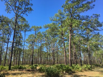 A longleaf pine forest in central Florida against a blue sky.