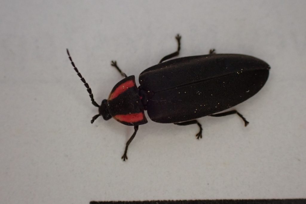 An oval-shaped, black and red diurnal firefly (Photinus irroratus).