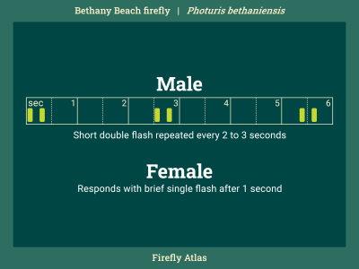 Flash pattern diagram depicting the male flash of the Bethany Beach firefly. Female responds with brief single flash after one second.