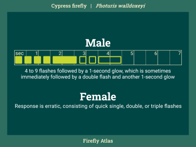 Flash pattern diagram depicting the male flash of the cypress firefly. Female response flash is erratic, consisting of quick single, double, or triple flashes.