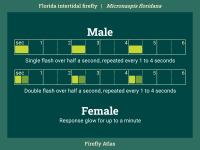 Flash pattern diagram depicting the male flash of the Florida intertidal firefly. Female responds with a glow for up to one minute.