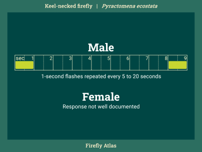 Flash pattern diagram depicting the male flash of the keel-necked firefly. Female response flash is not well documented.