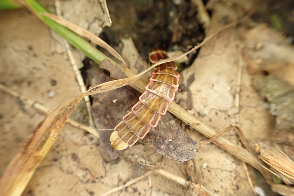 A Lampyrinae larva crawling through leaf litter at a site in Indiana.