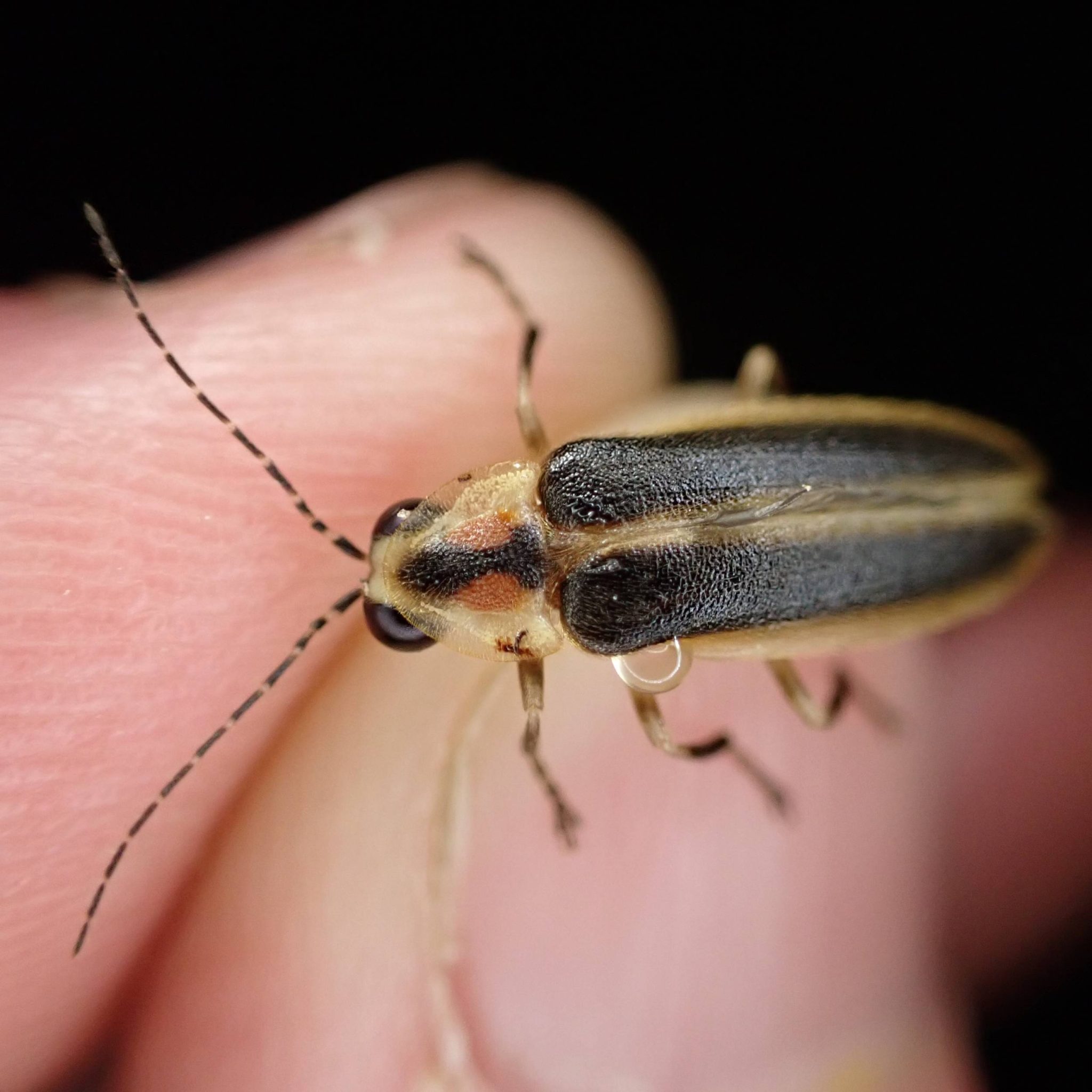 A close-up image of an adult loopy five firefly clasped between fingers.