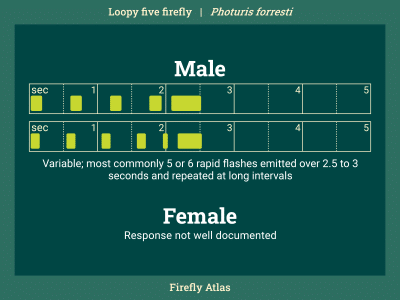 Flash pattern diagram depicting the male flash of the loopy five firefly. Female response flash is not well documented.