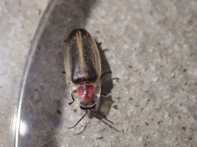 A close-up image of an adult Florida intertidal firefly with its characteristic clear head shield.