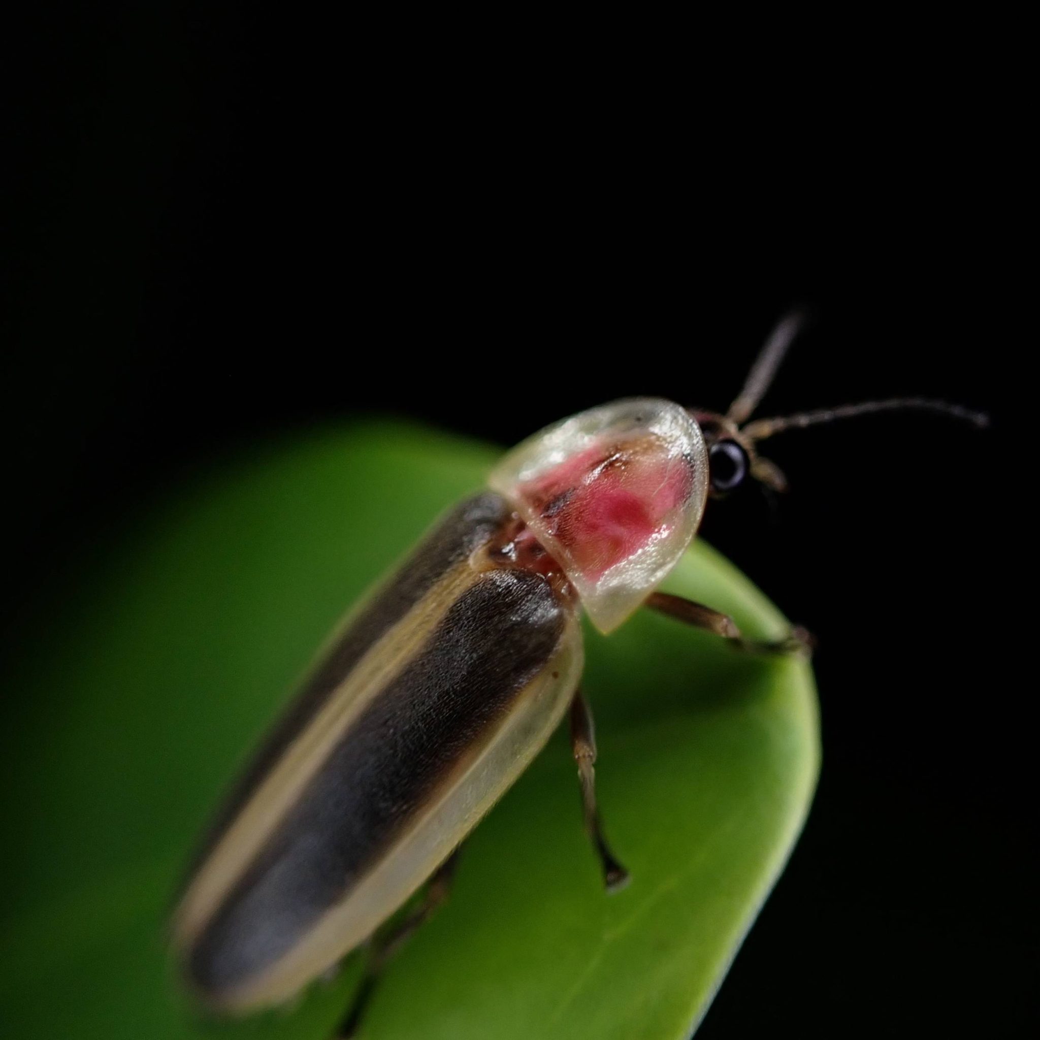 A close-up image of an adult female Florida intertidal firefly sitting on a leaf against a black background.